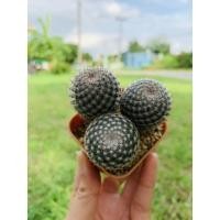 ราคา แมมนกฮูก Mammillaria Perbella Hildmann ex K. Schumann. (9793655891)