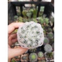 ราคา ขนนกขาว แคคตัส กระบองเพชร ส่งพร้อมกระถาง (12811099994)