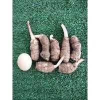 ราคา บอนสตูลดำ1หัว(s) เป็นบอนประจำถิ่นของจังหวัดสตูล หัวบอนสี บอนสี บอนดำสตูล สตูลดำ หัวบอนสตูลดำ (10941981936)