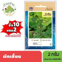 ราคา เจียไต๋ (ซื้อ10แถม2) เมล็ดพันธุ์ ผักเสี้ยน ขนาด2กรัม ประมาณ1,900เมล็ด Spider Flower ผักเสี้ยน ผักเสี้ยนขาว ผักส้มเสี้ยน (4517932503)