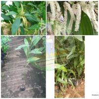 ราคา กระถินเทพาเพาะเมล็ดถุงหลอด2×5(1ชุด5ต้น) (5601046394)