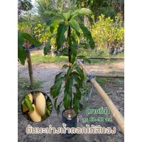 ราคา ต้นมะม่วงน้ำดอกไม้สีทอง ผลสุกมีสีเหลืองนวลหรือเหลืองทอง เนื้อมีรสหวาน มีกลิ่นหอม เนื้อละเอียด นิยมรับประทานเป็นผลไม้สุก (21993456124)