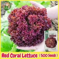 ราคา เมล็ดพันธุ์ ผักกาดหอม สีม่วง(500เมล็ด/ซอง)(Purple Lettuce Seed)ผักกาดหอมสลัด เมล็ดพันธุ์แท้ OP เมล็ดพันธุ์ผัก ผักสวนครัว (29732677830)