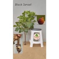 ราคา กิ่งตอนมะเดื่อฝรั่ง (Black Israel) 1 กิ่ง (11102393497)