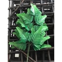 ราคา เฟิร์นนาคราช สีเขียวอ่อน (22217576411)