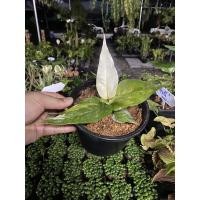 ราคา โชคเก้าชั้นด่าง โชคเก้าชั้น (5449026746)