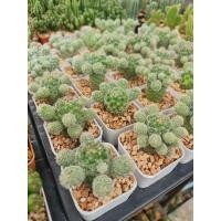 ราคา แคคตัส กระบองเพชร ไม้เล็กแมมตุ๊กตา (288261647)