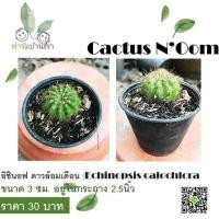 ราคา กระบองเพชรอิชินอฟ ดาวล้อมเดือน (Echinopsis calochlora (5063817712)