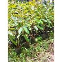 ราคา ต้นทุเรียนเตี้ย ต้นทุเรียนหนามดำ หมอนทอง ยาวลิ้นจี (18081673509)