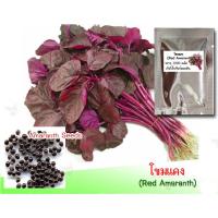 ราคา เมล็ดพันธุ์ผักโขมแดง(Red Amaranth) บรรจุ 700-1,500 เมล็ด (1389115838)