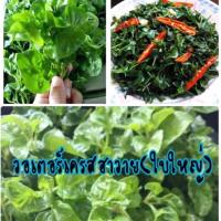 ราคา วอเตอร์เครสฮาวาย(ใบใหญ่) ยาว 10 ซม. (3กิ่ง) (8773585427)