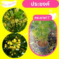 ราคา ต้นประยงค์ #ประยงค์ ดอกหอมอ่อน กระถาง11"⛔️ทักแชทก่อนการสั่งซื้อ (15179686205)