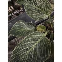 ราคา เบอร์กิ้น ไม้ประดับไม่มงคลสวยงาม ❌ไม่ขายต้นร้านนี้ขายหน่อขายหัวผ่าแยกเท่านั้น❌ (18960413318)