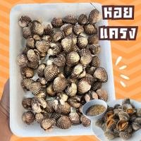 ราคา หอยแครง หอยแครงไทย แพ็ค 1000 กรัม ‼️ฟรีโฟม‼️ (28914103582)