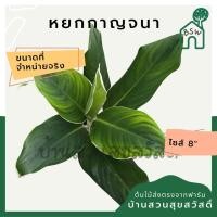 ราคา หยกกาญจนา ต้นหยกกาญจนา กระถาง 8 นิ้ว อโกลนีมา aglaonema (21620612091)