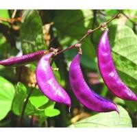 ราคา เมล็ดพันธุ์ถั่วแปบสีม่วง40เมล็ด (4067855714)