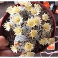 ราคา Mammillaria duwei (ไม้เมล็ด) แมมมิลลาเรียดูไว ฟอร์มกอไม้เมล็ด 7-8 cm (6078713525)