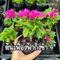 ราคา ต้นเฟื่องฟ้า เฟื่องฟ้ากิ่งชำ ไม้แดด ไม้ดอก กระถาง4นิ้ว (23769144233)