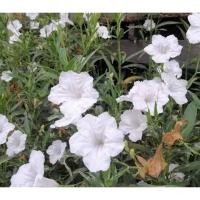 ราคา เมล็ดดอกไม้ เมล็ดฟ้าประทานพรสีขาว,ต้อยติ่งเทศ,ต้อยติ่งฝรั่ง สีขาว 100 เมล็ด (17601439404)