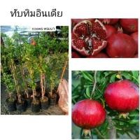 ราคา #ต้นทับทิมแดงอินเดียsinduri #ทับทิมแดง (5616733614)