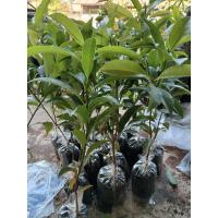 ราคา ต้นละมุดกระสวยมาเลย์เพาะเมล็ด 3ถุง120บาท (24440846709)