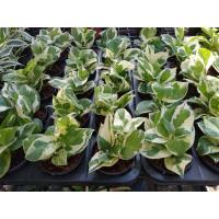 ราคา พลูงาช้าง ซื้อ3แถมฟรี1 (4673513598)