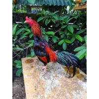 ราคา (คลิ๊ปพ่อพันธุ์)ไข่ไก่​ชน​พม่า​ม้าล่อรำวง​เมืองเหนือ​เจ้าลิงลอย (19703439702)