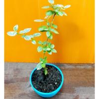 ราคา บอนไซ เพรมน่าไต้หวันด่าง ( เป็นเพียงต้นพันธุ์ ) (4654104787)