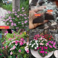 ราคา (4ซอง) เมล็ด ดอกแพงพวย คละสี เมล็ดแพงพวย แพงพวย / รจนา (19376453724)