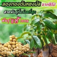 ราคา ลองกองตันหยงมัสเสียบยอดถุงเล็ก (9485649790)