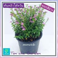 ราคา ต้นหลิวไต้หวัน (Elfin Herb)ไม้พุ่มขนาดเล็ก ดอกสีชมพู และ ดอกสีม่วง สดใส (16896241276)
