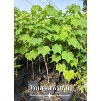 ราคา ต้นพุดตานไทย ต้นสูง 1.3-1.5 เมตร กระถาง 10 นิ้ว (4856813386)