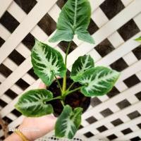 ราคา ต้นออมเพชรต้นออมเพชรใบกลมไม้มงคลไม้ประดับใบสวยกระถาง3" (23176158751)