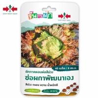 ราคา ผักกาดหอมห่อสีม่วง จันกะผัก ช่อผกาพัฒนาเอง 40เมล็ด ศรแดง (16841296578)