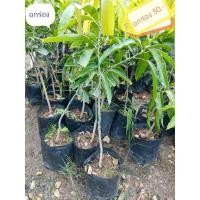 ราคา มะม่วงอกร่องทอง เสียบยอด ราคา 69.- (16857820512)