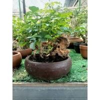 ราคา มั่งมีมั่งคั่ง เกาะหิน หรือหมากเล็กหมากน้อย ต้นมั่งมี ต้นไม้เสริมความมั่งมี เสริมทรัพย์ นิยมปลูกหน้าบ้าน ต้นสวย แข็งแรง (17843859614)