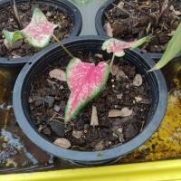 ราคา บอนสี ปลาบู่ทอง แยกหน่อ (12069602134)