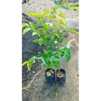 ราคา ต้นมันปูหรือใบมันปู กินใบอ่อนได้ เป็นสมุนไพรสรรพคุณเยอะ(เครมให้ฟรีถ้าสินค้าเสียหาย) (28206689054)