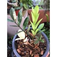 ราคา ต้นกวักมรกตด่างฟอร์มสวย (3886388253)