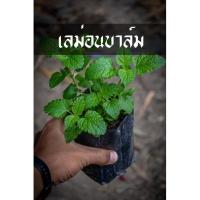 ราคา ข้ามีนามว่า ต้นเลม่อนบาล์ม LEMON BALM ยังไม่มีถือว่าพลาด (8912573194)