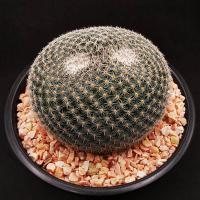 ราคา แมมนกฮูก Mammillaria perbella - microthel (6746083580)
