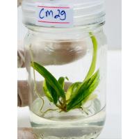 ราคา พร้อมส่ง ไม้เนื้อเยื่อ พิณนาคด่างเหลืองแท้ Philodendron Caramel Marble Var พินนาคด่าง ฟิโลพิณนาค ไม้ฟอกอากาศ cm29 (29165894270)