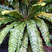 ราคา เฟิร์นข้าหลวง, ไซส์xL, เฟิน, ต้นเฟิร์น, ข้าหลวง, เฟิร์นหลังลาย, เฟิร์นข้าหลวง, เฟิร์นข้าหลวงหลังลาย, เฟิร์นรังนก (25824276915)