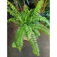 ราคา ต้นเฟิร์นสไบนาง(Tree Fern) (23070393001)