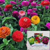 ราคา เมล็ดดอกบานชื่น คละสี 50 - 200เมล็ด บานชื่นซ้อน Zinnia Flower เมล็ดพันธุ์นำเข้า (9800485564)