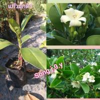 ราคา ต้นแก้วมุกดา ( กิ่งตอน ) (7180103245)