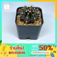 ราคา แคคตัส กระบองเพชร ยิมโน (Gymnocalycium ) พร้อมส่ง (8780501345)