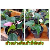 ราคา (1ต้น) (ขาย ต้นพันธุ์) ต้น ดอก หน้าวัว เบนซ์ (5760116311)