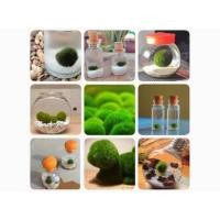 ราคา พร้อมส่ง มาริโมะ สาหร่ายนำโชค มาริโมะ ขนาด 0.5-0.7พร้อม ขวดโหลจิ๋ว และ กินตกแต่งสีขาว (9572152966)