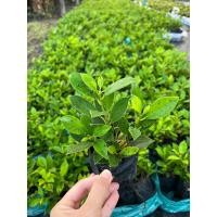 ราคา TLP เซ็ท 10 ต้น ไทรเกาหลีปลูกเป็นแนวรั้วราคาประหยัด สูง 10-15 ซม (19082875337)